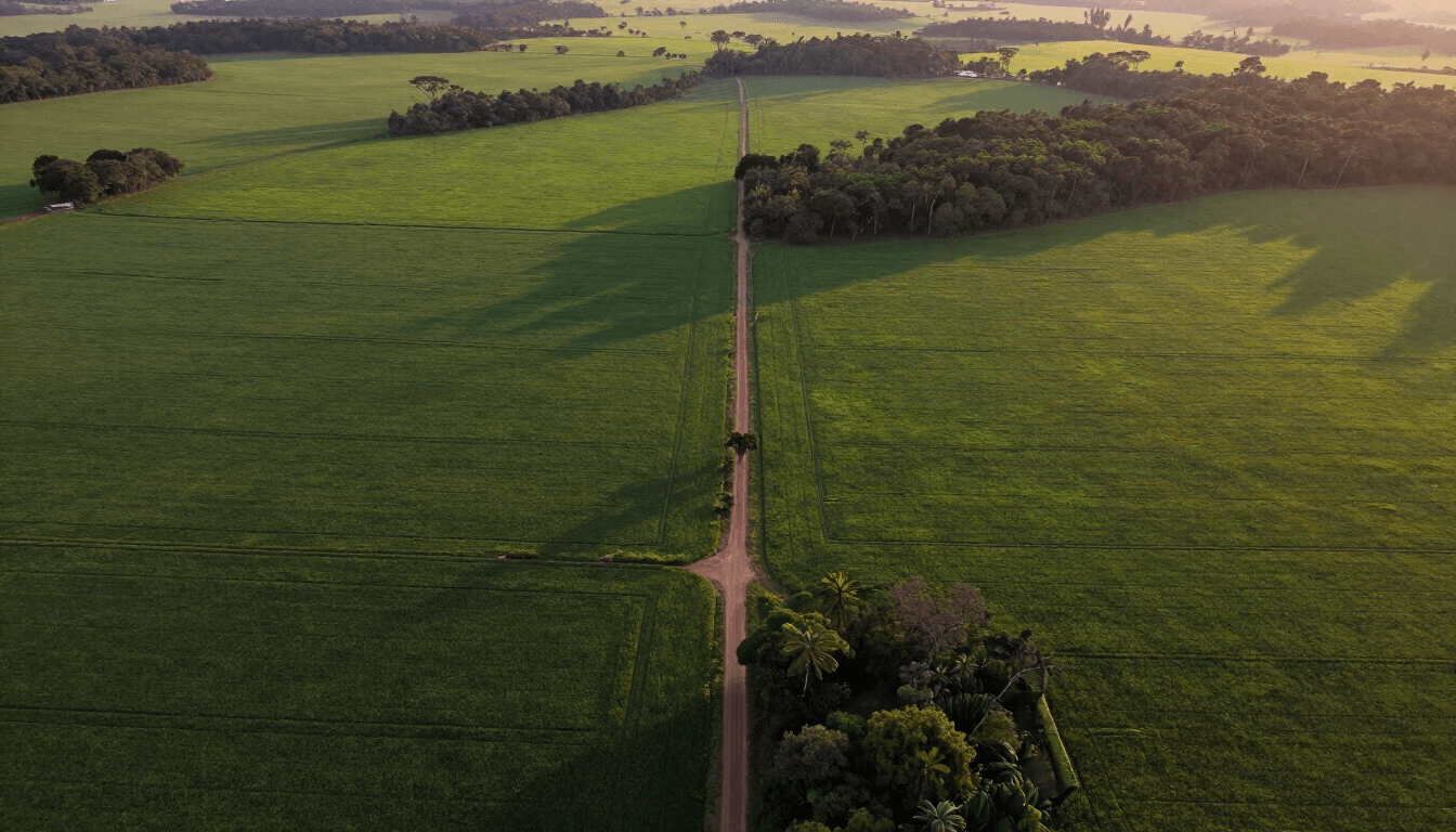Vista aérea de lavouras verdes encontrando floresta nativa ao entardecer